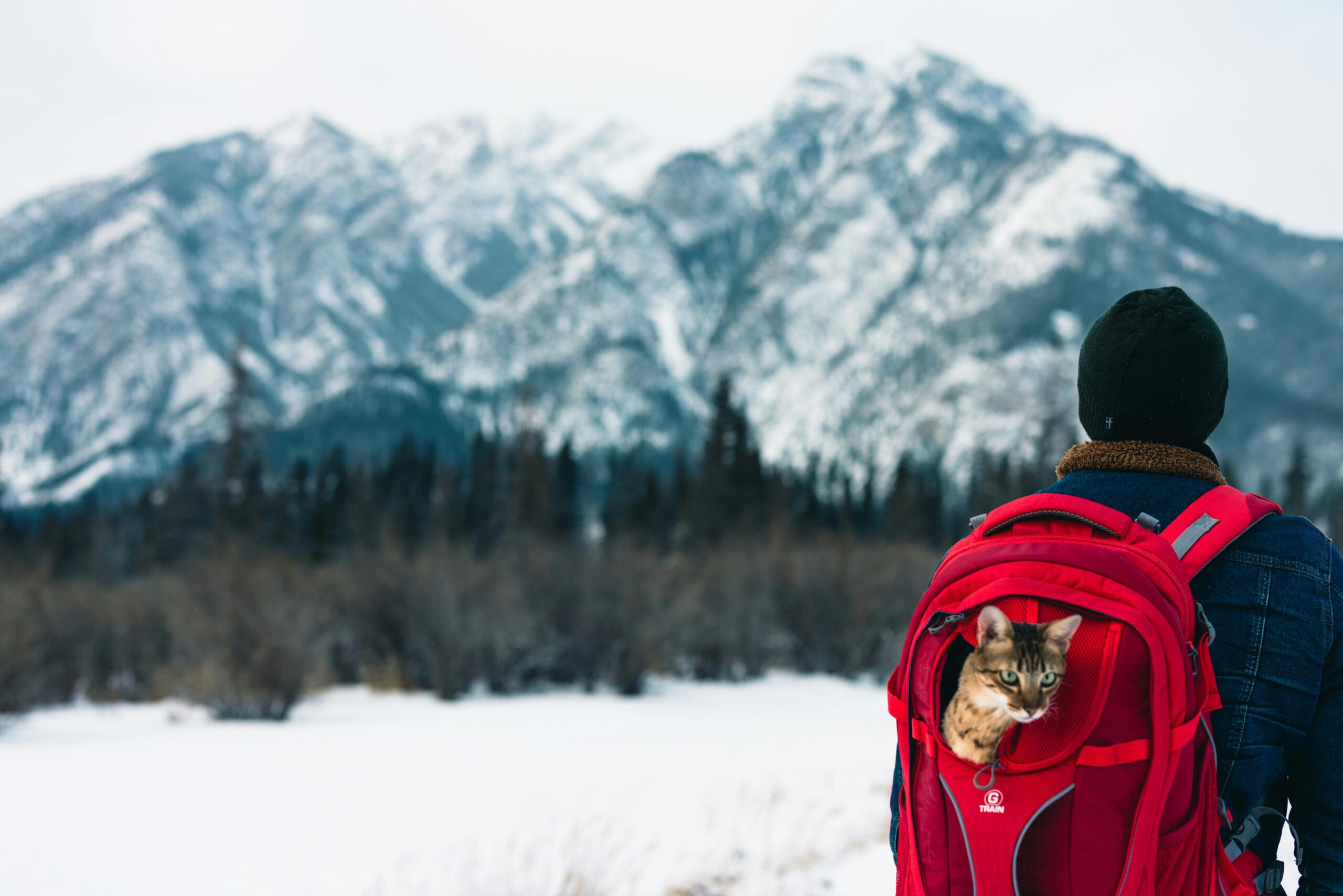 How to plan a trip around your cat’s needs