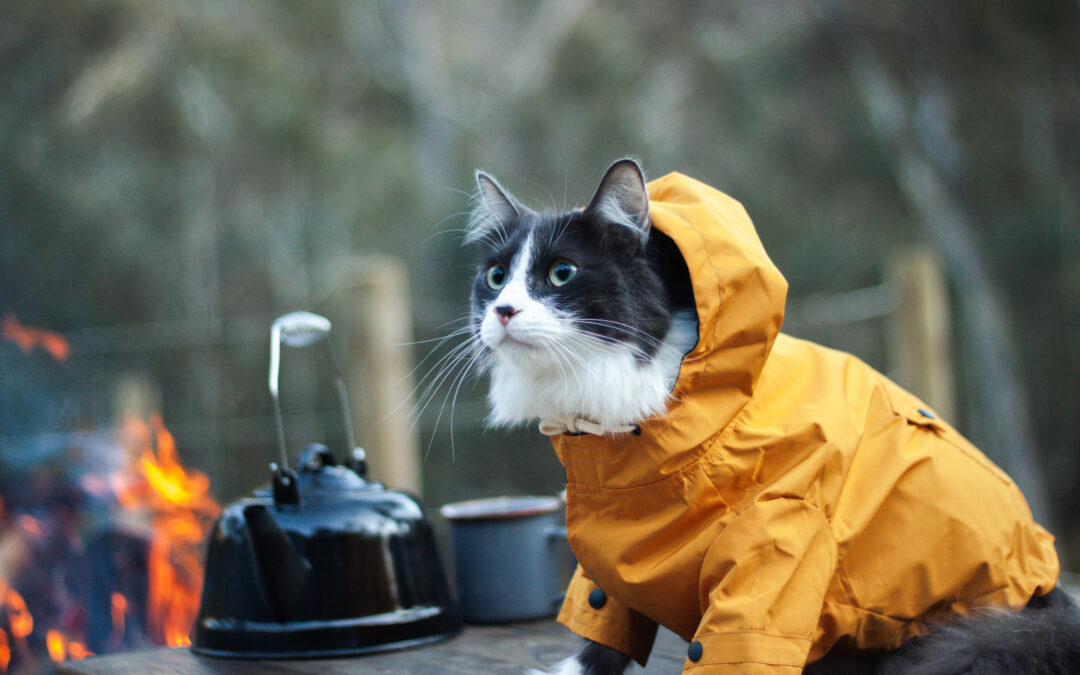 Vaccinations and travel documents for your cat