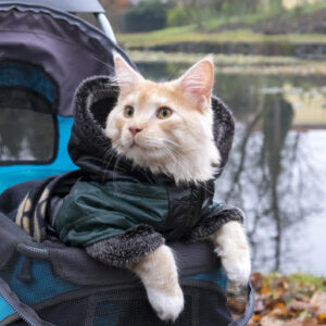 Explorer Pet Carrier Backpack