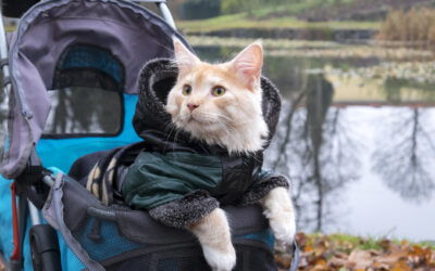 First time traveling with a cat: What to expect