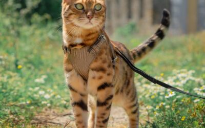 Signs your cat is ready for travel