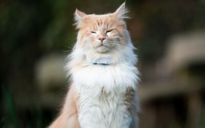 Cat GPS trackers explained: Everything you need to know