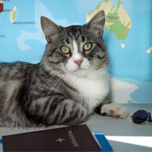 Foldable Travel Litter Box