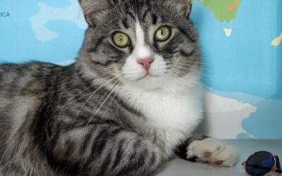 Indoor cats vs outdoor cats: Who travels better?